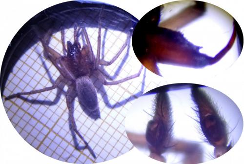 Réf. 181 006 : Drassodes lapidosus